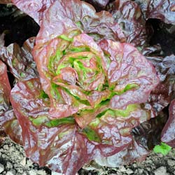 Lettuce seeds - 'Merveille des 4 saisons' Lettuce
